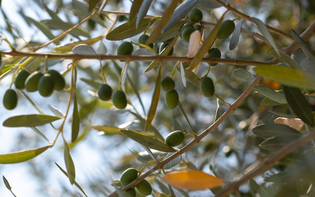 Los AOVEs SIQEV revalidan su excelencia: así ha sido el autocontrol independiente de SGS en la campaña 2024–2025 